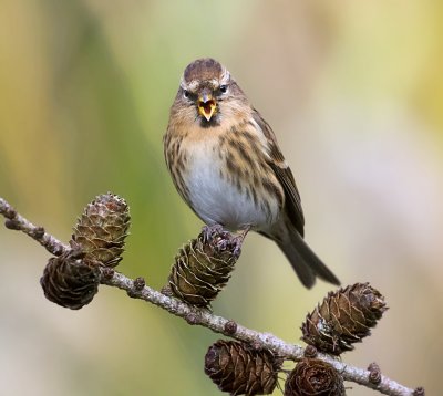 Kleine Barmsijs (Lesser Redpoll)