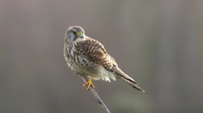 Torenvalk (Common Kestrel)