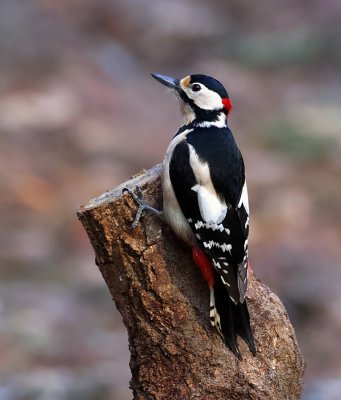 Grote Bonte Specht (Great Spotted Woodpecker)