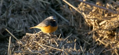 Oosterse Zwarte Roodstaart (Eastern Black Redstart)