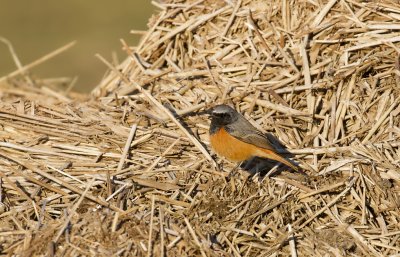 Oosterse Zwarte Roodstaart (Eastern Black Redstart)