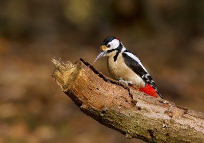 Grote Bonte Specht (Great Spotted Woodpecker)