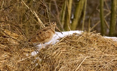 Houtsnip (Eurasian Woodcock)