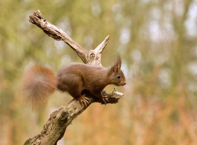 Eekhoorn (Red Squirrel)