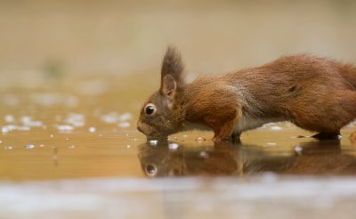 Eekhoorn (Red Squirrel)