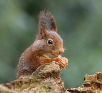 Eekhoorn (Red Squirrel)