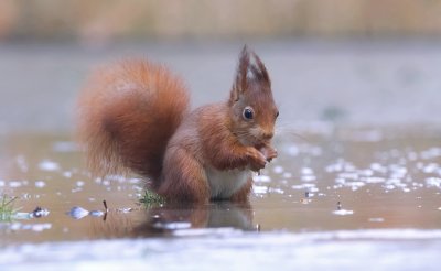 Eekhoorn (Red Squirrel)