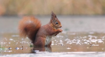 Eekhoorn (Red Squirrel)