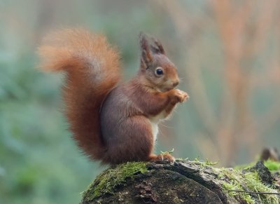 Eekhoorn (Red Squirrel)