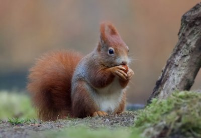 Eekhoorn (Red Squirrel)