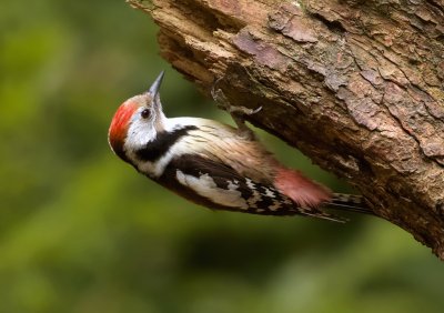 Middelste Bonte Specht (Middle-spotted Woodpecker)