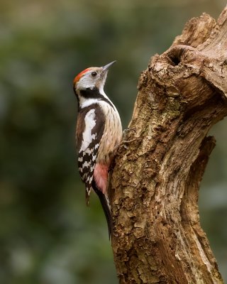 Middelste Bonte Specht (Middle-spotted Woodpecker)