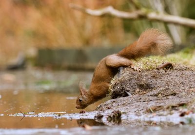 Eekhoorn (Red Squirrel)