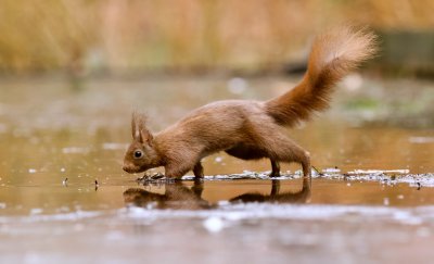 Eekhoorn (Red Squirrel)