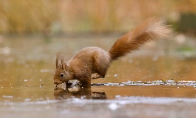 Eekhoorn (Red Squirrel)