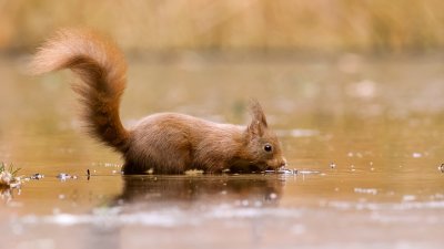 Eekhoorn (Red Squirrel)