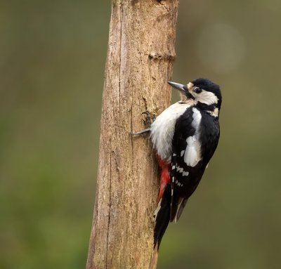 Grote Bonte Specht (Great Spotted Woodpecker)