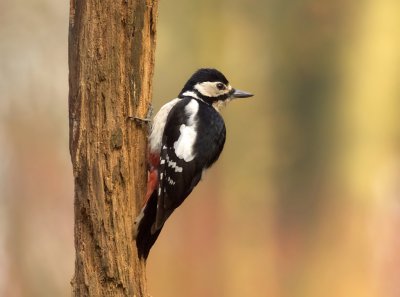 Grote Bonte Specht (Great Spotted Woodpecker)