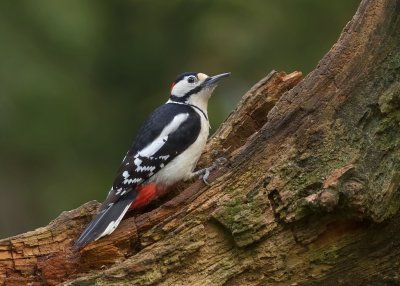 Grote Bonte Specht (Great Spotted Woodpecker)