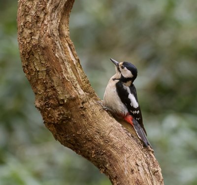 Grote Bonte Specht (Great Spotted Woodpecker)