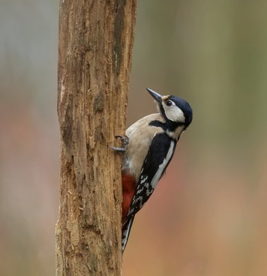 Grote Bonte Specht (Great Spotted Woodpecker)