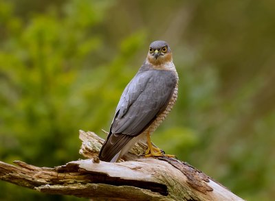 Sperwer (Eurasian Sparrowhawk)