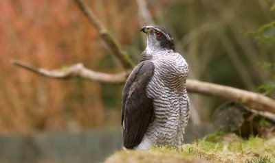 Havik (Northern Goshawk)