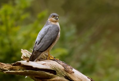 Sperwer (Eurasian Sparrowhawk)