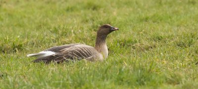 Kleine Rietgans (Pink-footed Goose)