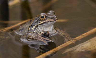 Bruine Kikker (Common Frog)