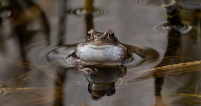 Heikikker (Moor Frog)