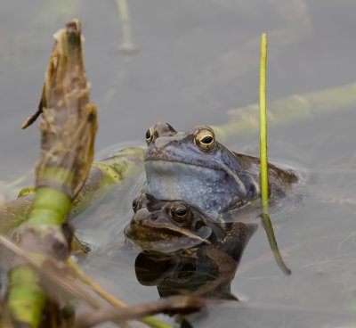 Heikikker (Moor Frog)