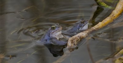 Heikikker (Moor Frog)