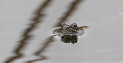 Bruine Kikker (Common Frog) 