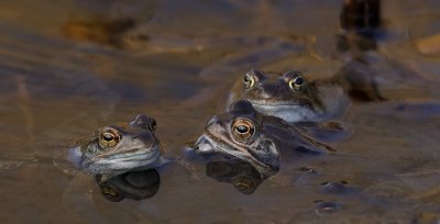 Bruine Kikker (Common Frog) 