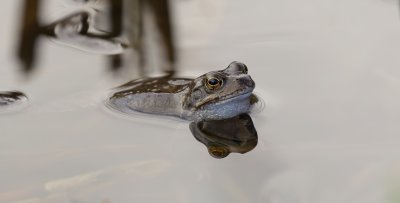 Bruine Kikker (Common Frog) 