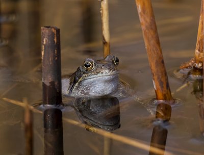Bruine Kikker (Common Frog) 