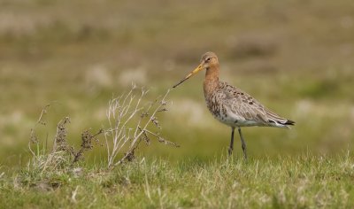 Grutto (Black-tailed Godwit)