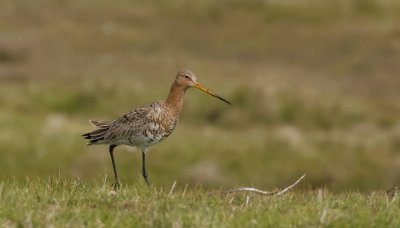 Grutto (Black-tailed Godwit)