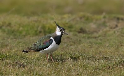 Kievit (Northern Lapwing)