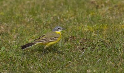 Gele Kwikstaart (Yellow Wagtail)