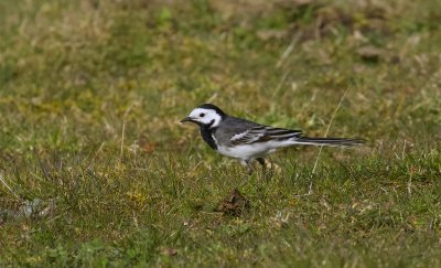 Rouwkwikstaart (Pied Wagtail)