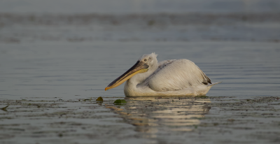 Kroeskoppelikaan (Dalmatian Pelican)