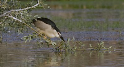 Kwak (Black-crowned Night Heron)