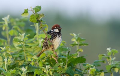 Spaanse Mus (Spanish Sparrow)