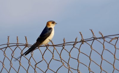 Roodstuitzwaluw (Red-rumped Swallow)
