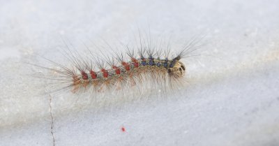 Rups van een Plakker (Caterpillar of a Gypsy Moth)