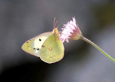 Oranje Luzernevlinder (Colias croceus) - Clouded Yellow