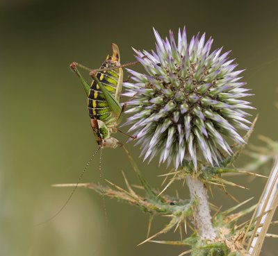 Poecilimon mytelenensis (Endemic grasshopper from Lesvos)