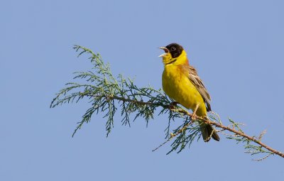 Zwartkopgors (Black-headed Bunting)